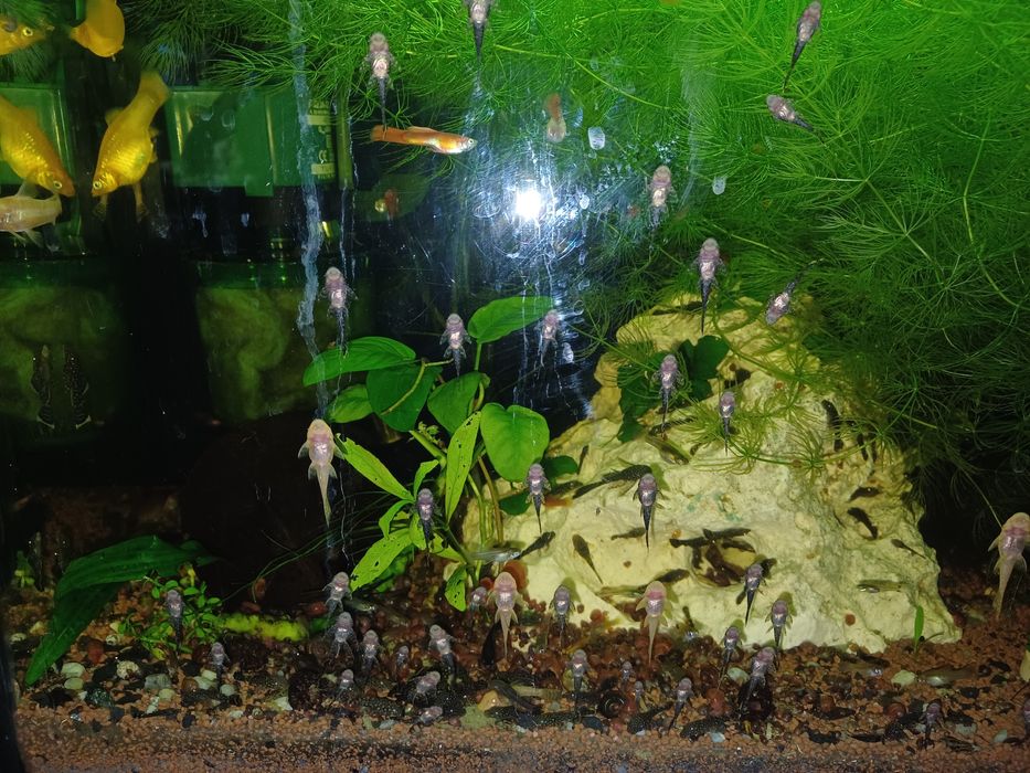 Rybki glonojady 4-5cm.