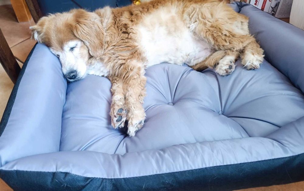 Nowe Legowisko Dla Psa Kota Wodoodporne 75x65 cm + Gratis 2x poduszki