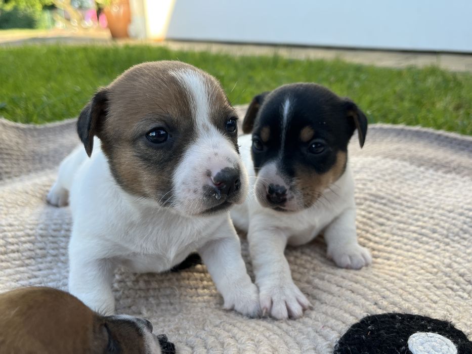 Jack Russel Terrier