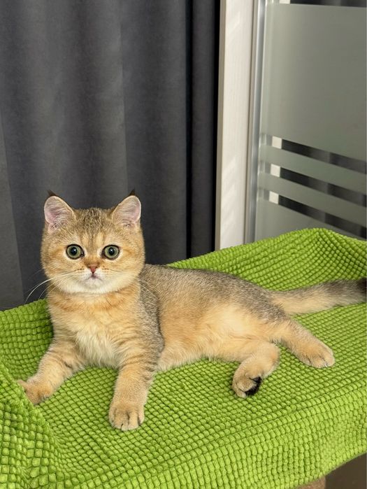 Шотландский мальчик золотая шиншилла