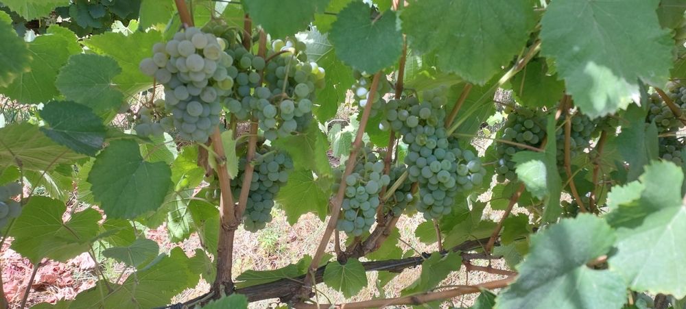 Uvas para vinho verde -Amarante