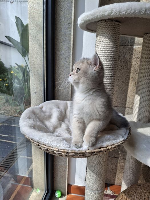 Gatinho  British Shorthair  Blue Golden com LOP