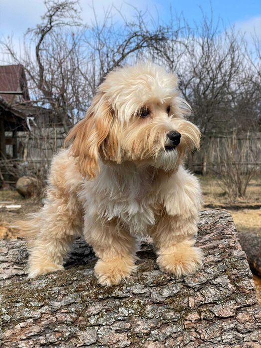 Чудові песики мальтипу