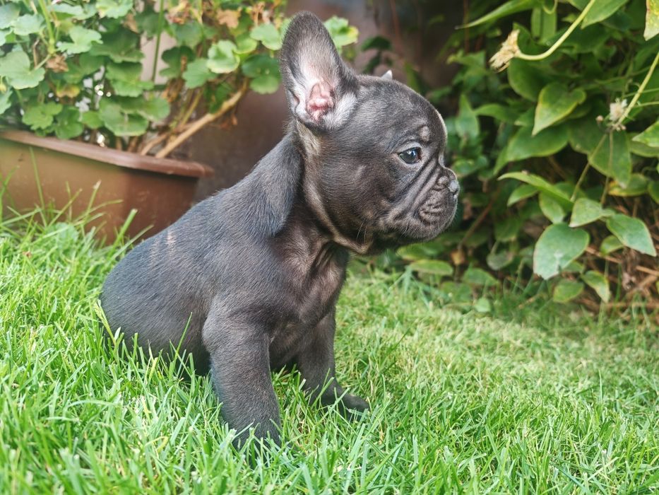 Buldog Francuski