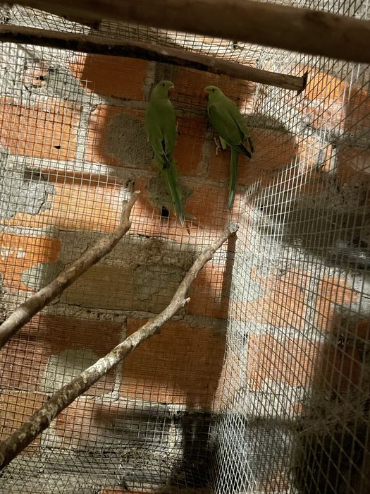 Ring nek para troca casal de irmãos