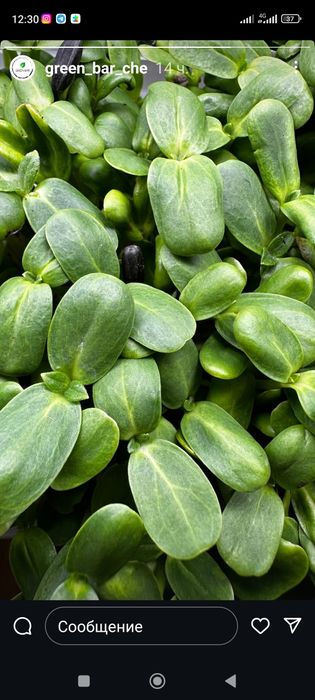 Нові ягідні лоточки, також можна вирощувати мікро зелень