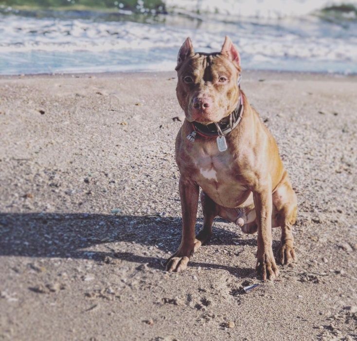 Американский Питбультерьер (АПБТ) Вязка