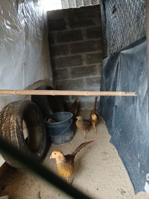 Vender faisões  dourados