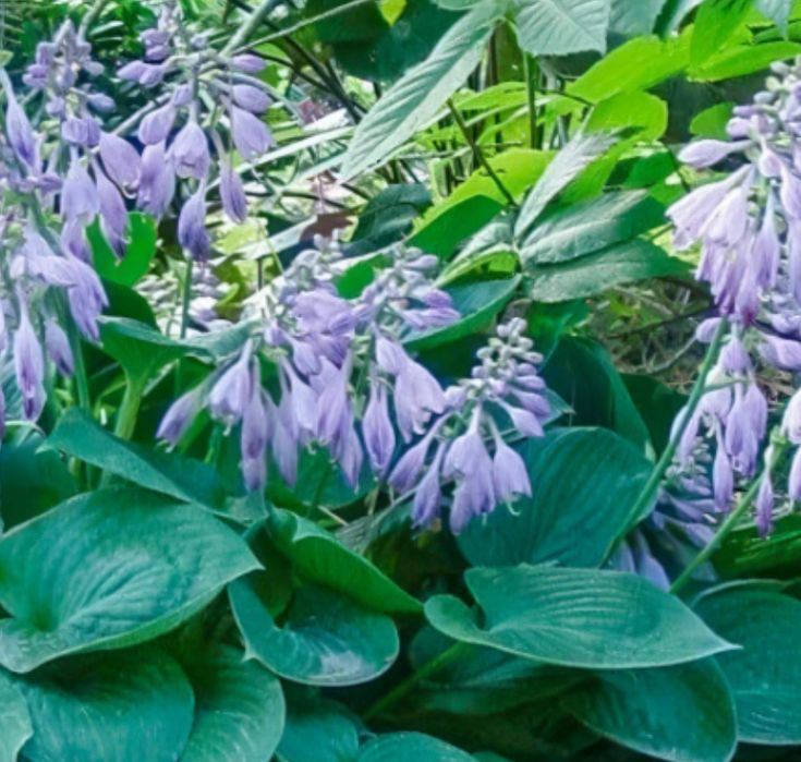 Funkia hosta 5 szt