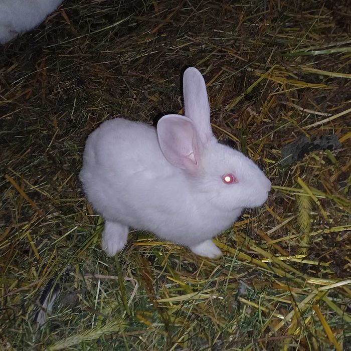 Продаються кролики