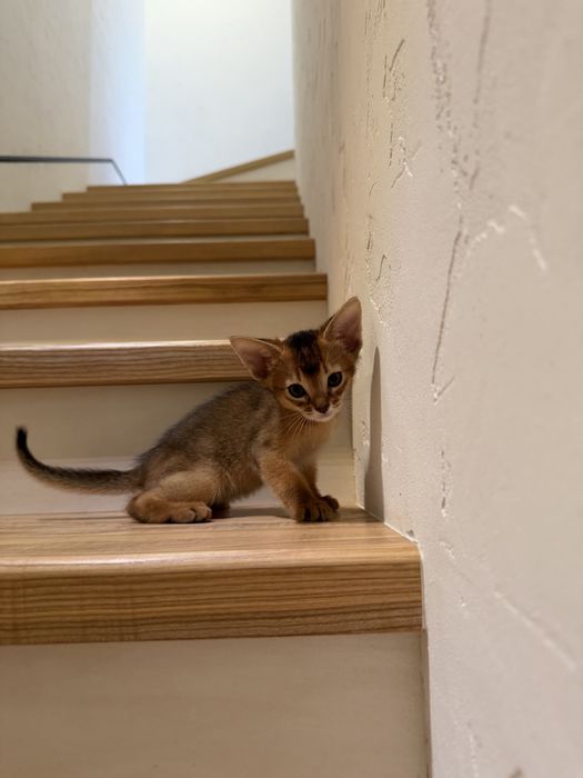 Аббісинські кошенята