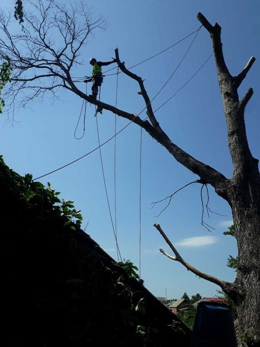 Спил аварийных деревьев