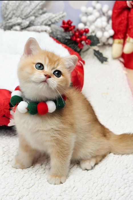 Золота британочка