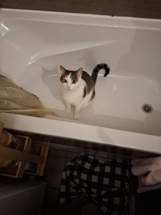 Oddam kotkę za darmo