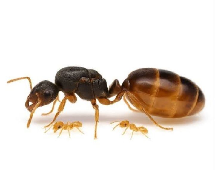 Мурахи Solenopsis fugax — колонія