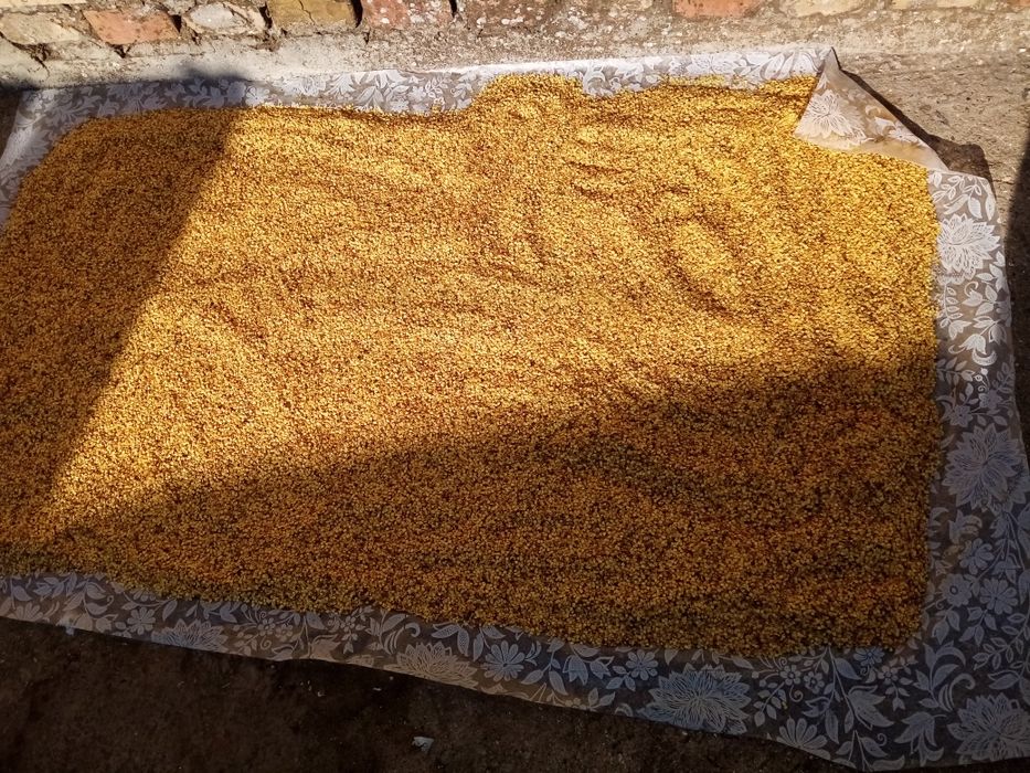 Семена сладкого болгарского перца