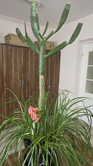 Opuncja wys. - 100 cm, duży okaz