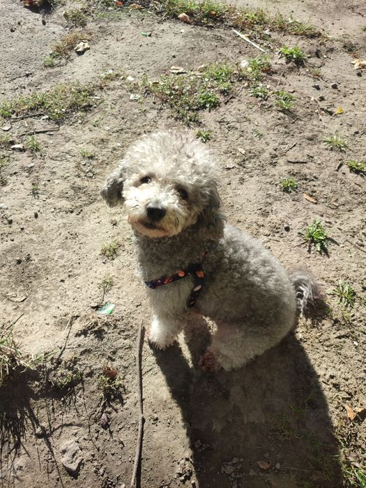 Пудель карліковий срібний вязка