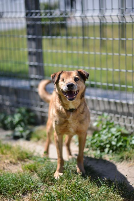 Daj Chitosowi szansę na lepsze życie!