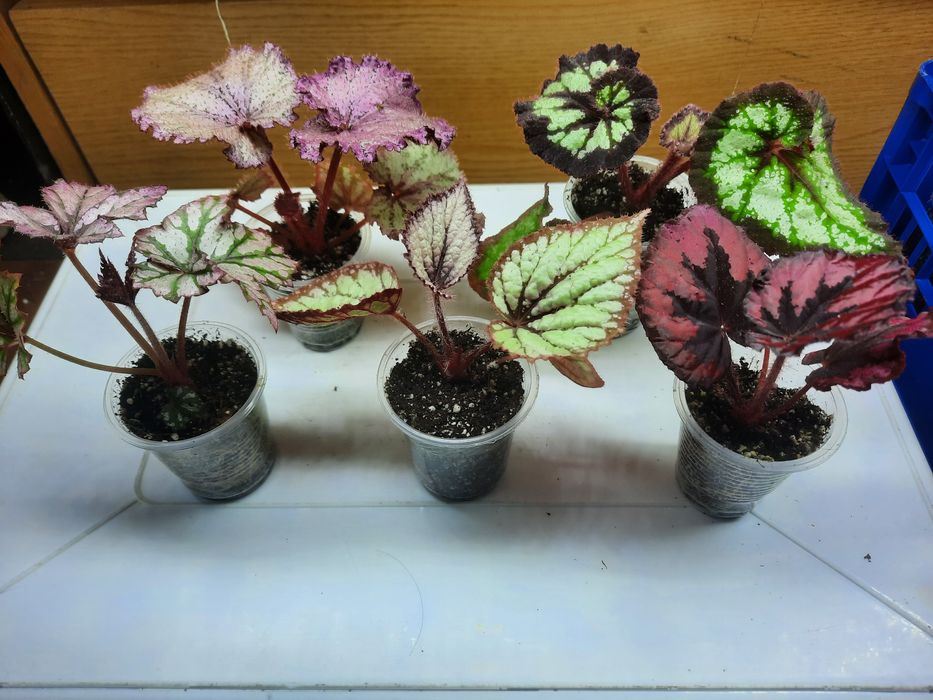 Бегонії в наборі