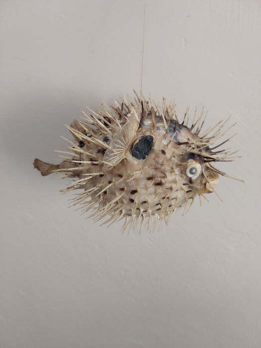 Чучало з риба йож