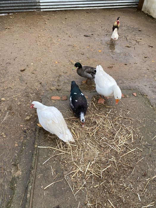 Patos mudos ainda não tem um ano
