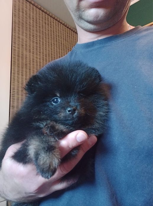 Mini suczka szpic miniaturowy XS