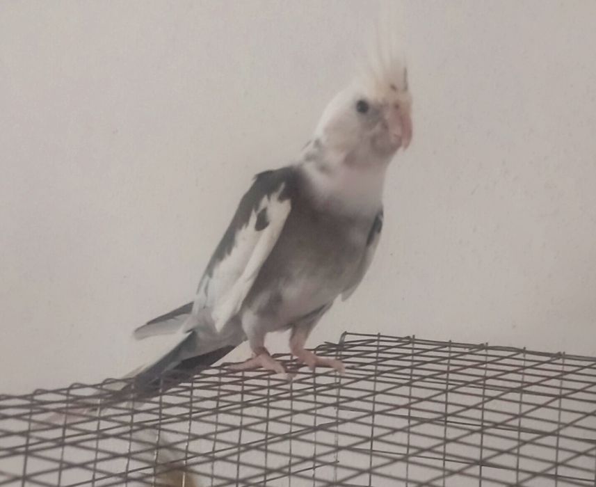 Caturras malhadas arlequim e face-branca