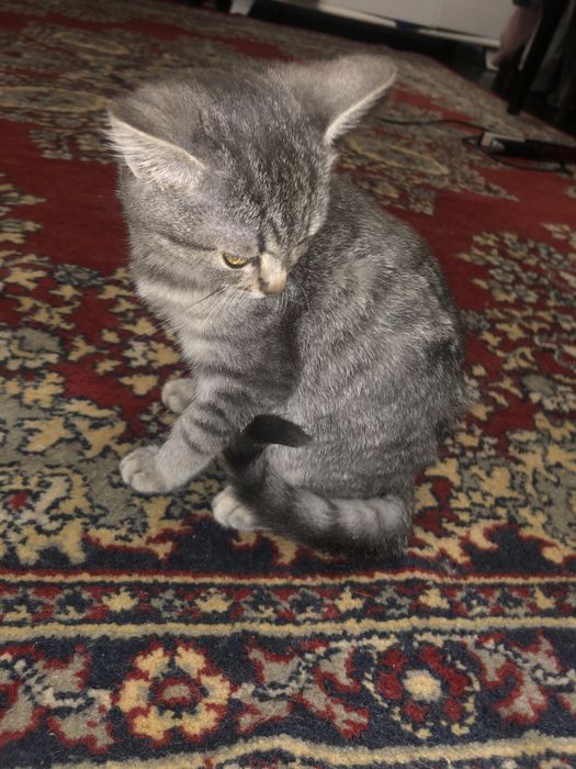 Віддам котика.