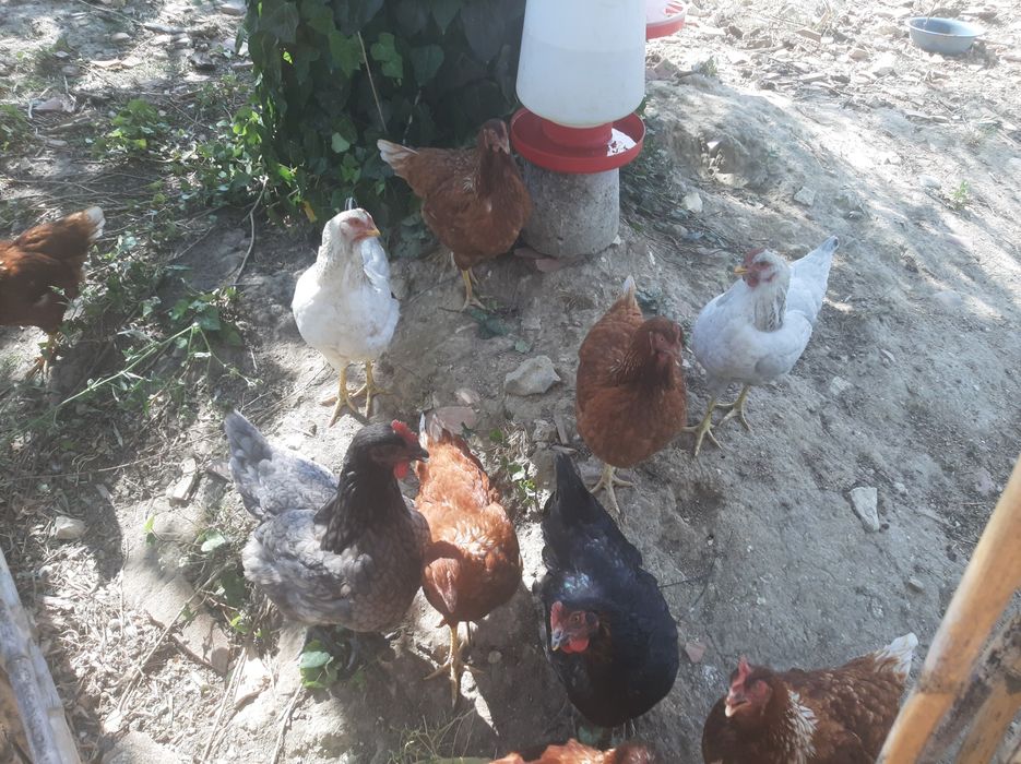 Galinhas poedeiras 5 meses
