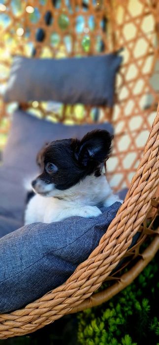 Długowłosy szczeniak chihuahua ELVIS