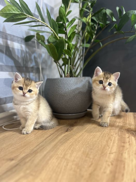 Кошенята золотої британської шиншили