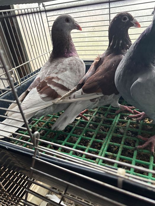 Gołębie rzeszowskie- sprzedam