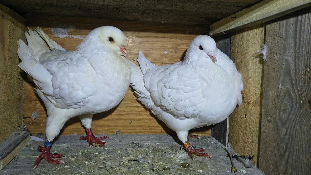 Sprzedam parkę kingów