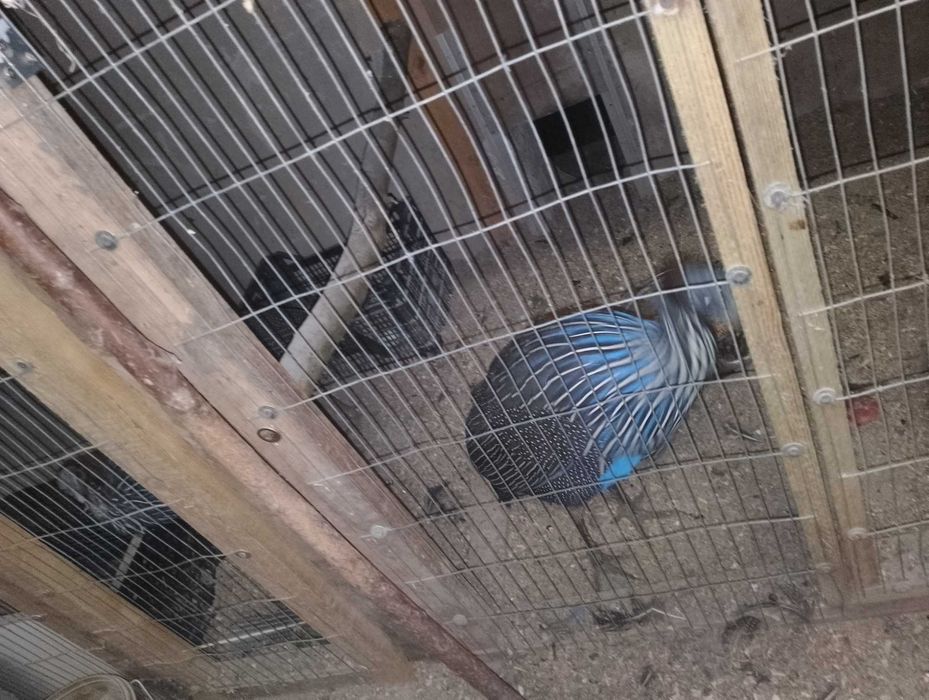 Perlice sępie ptaki egzotyczne para