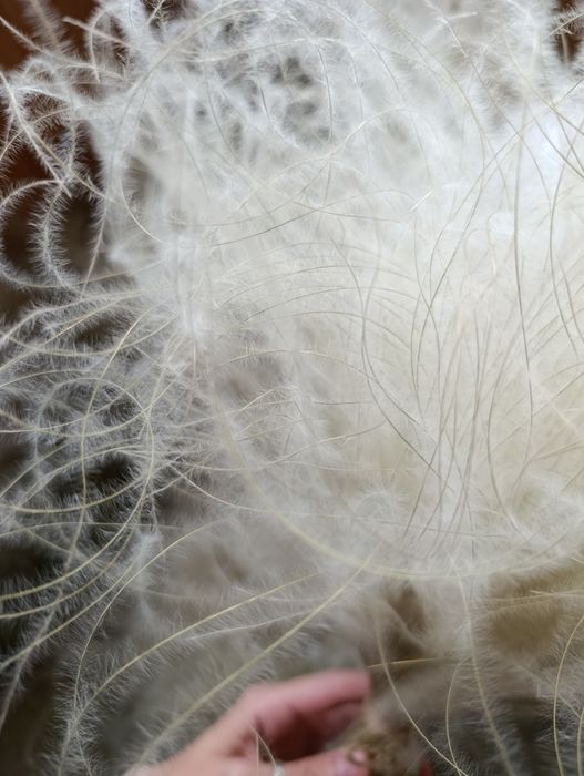 Стіфа ковила сухоцвіт