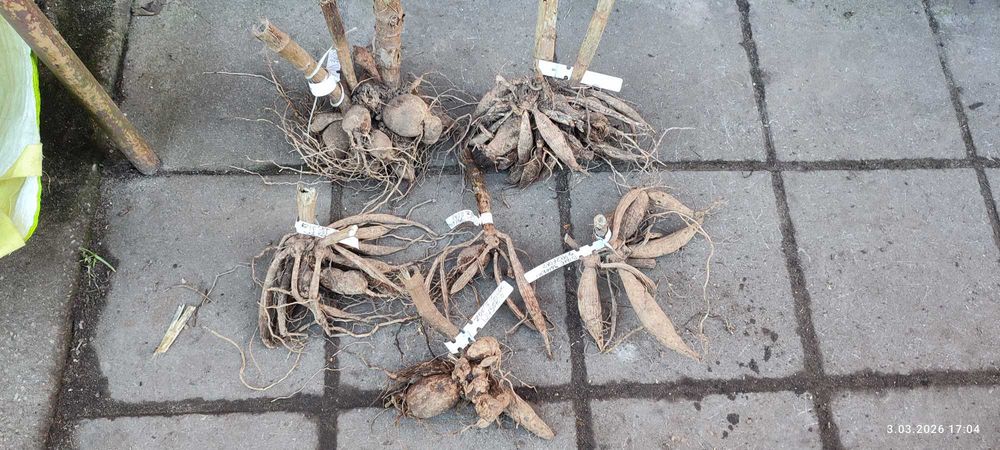 Kwiaty, karpy dalie, georginie