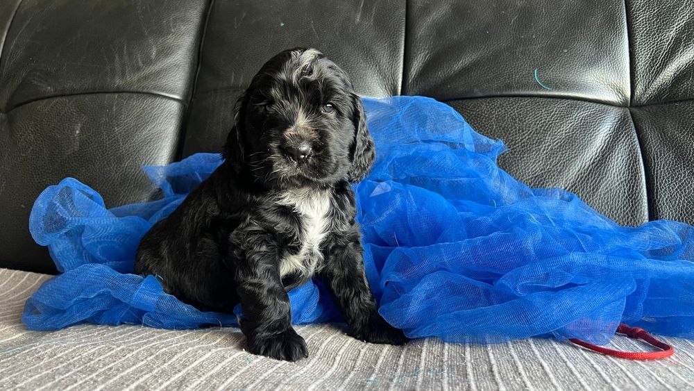 Cocker spaniel inglês