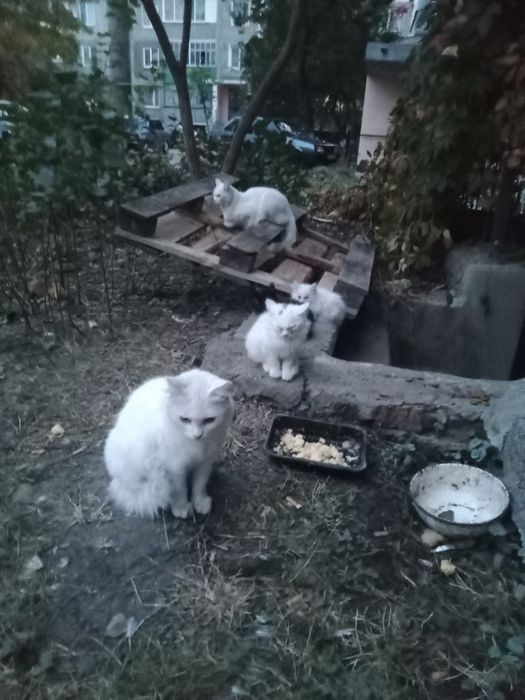 Спасите котят от холода и голода