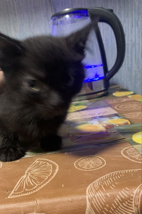 Котеня хлопчик шукає родину