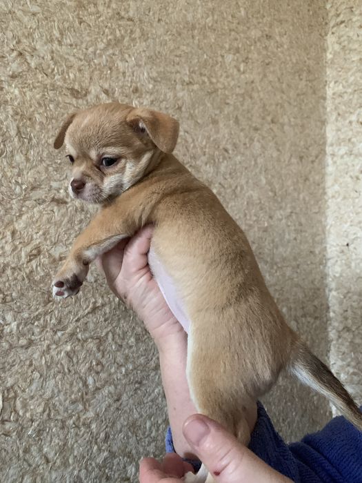 Щенята чихуа дівчатка