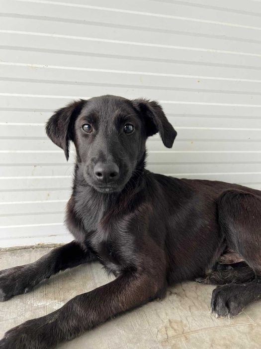 Bambi - Jovem para Adopção