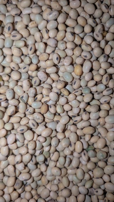 Насіння сої PS 0074-R2 Можливо з ПДВ