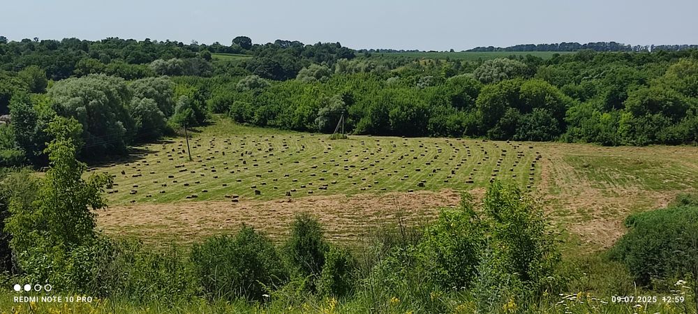 Продам сіно лугове в тюках