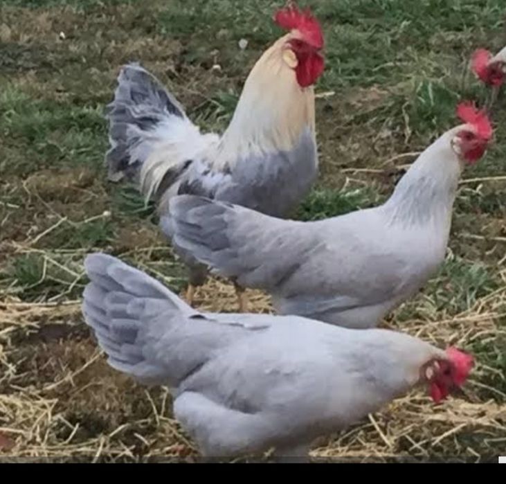 Ovos Rhode islandês e Leghone Isabela