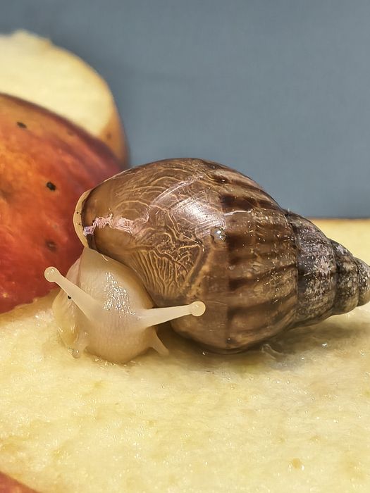 Ślimak Afrykanski Olbrzymi