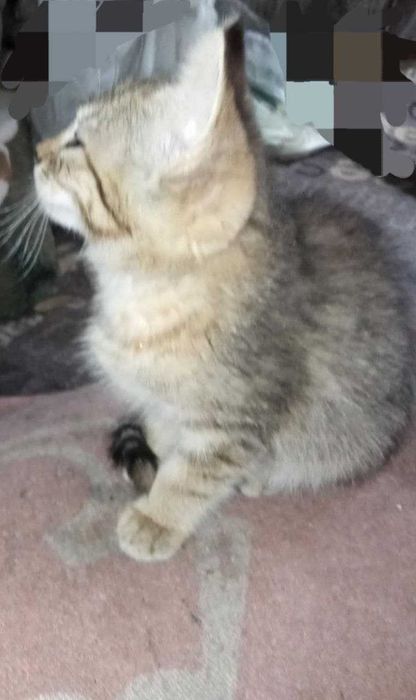 Сіро-руденьке кошеня-тигреня Санні, 1,5 міс