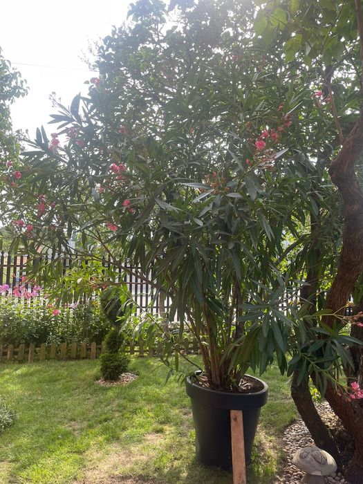 Oleander duży - ok. 3 m