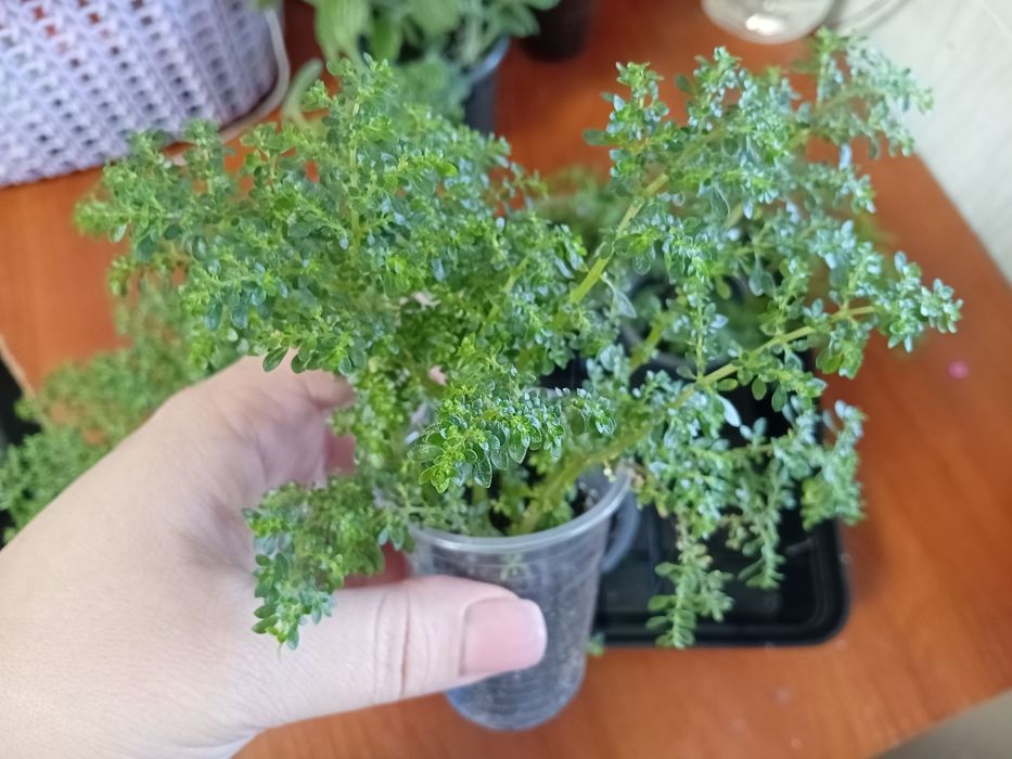 Пілея дрібнолистна