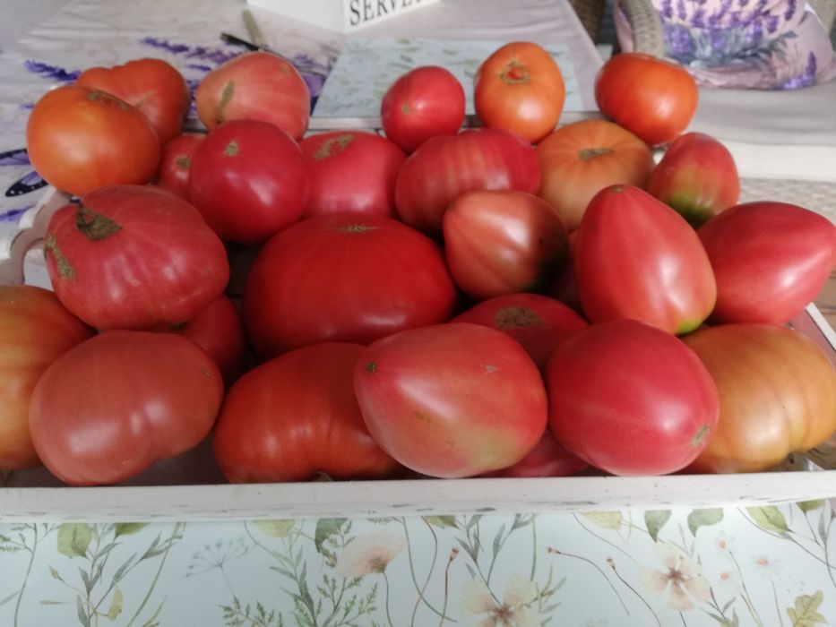 Pomidor malinowy ekologiczny